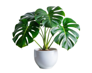 Monstera plant in white ceramic pot on transparent background