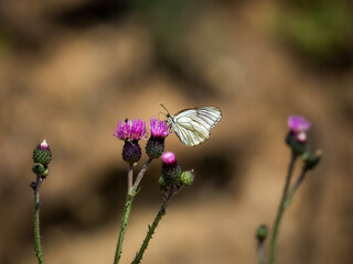 papillon sur chardon mauve