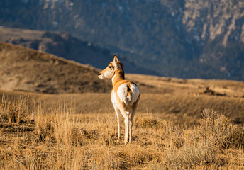 Yellowstone Pronghorn Antelope
