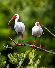 Ibis Duo in Merritt Island
