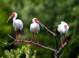 Colorful Ibis Group