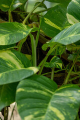Fresh epipremnum aureum or money plant leaves