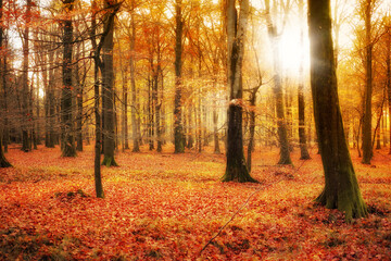 Forest, environment and sunshine in autumn morning for conservation, sustainability or...