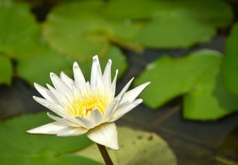 white lotus with yellow pollen water lily flower on black background