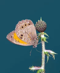 Selbstklebende Fototapeten Schmetterling Macro shots, Beautiful nature scene. Closeup beautiful butterfly sitting on the flower in a summer garden.  © blackdiamond67