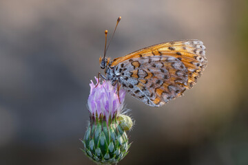 Macro shots, Beautiful nature scene. Closeup beautiful butterfly sitting on the flower in a summer garden.