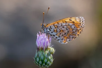 Fototapete Macro shots, Beautiful nature scene. Closeup beautiful butterfly sitting on the flower in a summer garden. © blackdiamond67