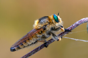 Macro shot of a robber fly in the garden