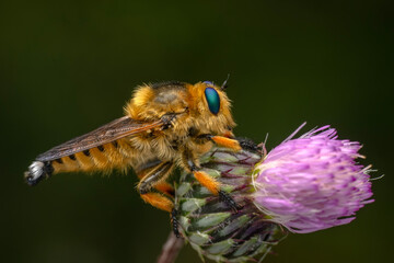 Macro shot of a robber fly in the garden