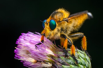 Macro shot of a robber fly in the garden