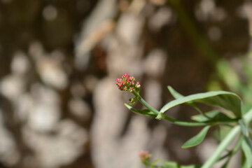 Red valerian flower buds