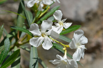 Obraz premium Common oleander white flowers