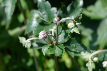Japanese anemone Queen Charlotte flower buds