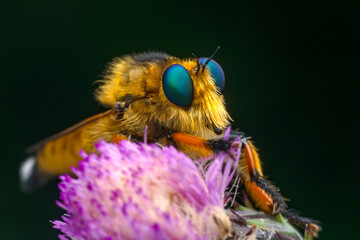 Macro shot of a robber fly in the garden