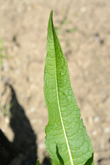 Common teasel leaf