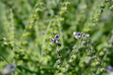Cretan Blue hounds tongue flowers