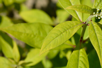 Gooseneck loosestrife leaves