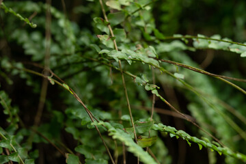 Fresh growing green fern leaves
