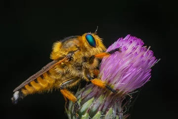 Selbstklebende Fototapeten Schmetterling Macro shot of a robber fly in the garden  © blackdiamond67