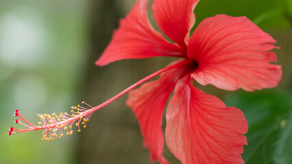 Thespesia grandiflora or flower of the maga tree
