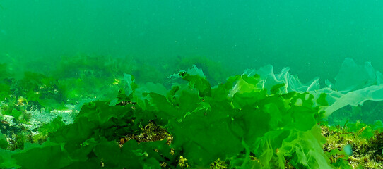 Green algae on the seabed (Ulva, Enteromorpha, Cladophora). Underwater landscape