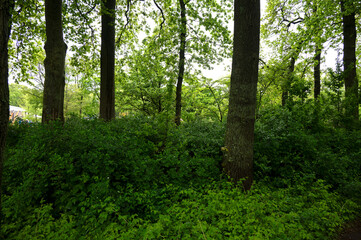 Landscape in Keukenhof park, botanical garden in Netherlands