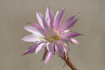 exotic flower on cactus plant