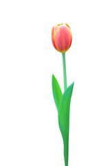Orange tulip isolated on transparent background png file