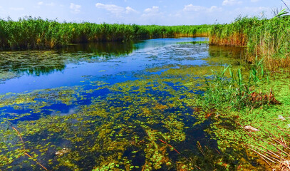 water butterfly wings (Salvinia natans), Yalpug, Ukraine