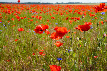 A field of red poppies with blue flowers in the background. The field is full of flowers and the colors are bright and vibrant