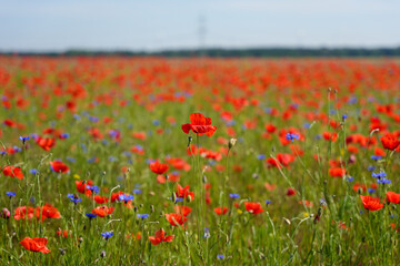 A field of red and blue flowers with a single red flower in the middle. The field is full of flowers and the sky is clear