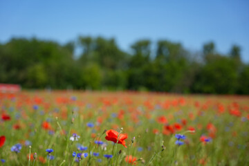 A field of red and blue flowers with a blue sky in the background. The flowers are scattered throughout the field, with some in the foreground and others in the background. The scene is peaceful