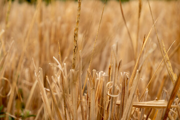 Fototapeta premium golden wheat field