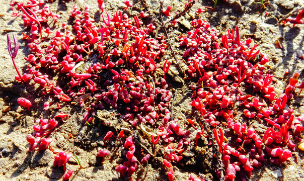 Сommon glasswort (Salicornia europaea), succulent plant with red pigment in autumn on the banks, Kuyalnik, Ukraine