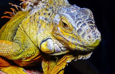 The green iguana, common iguana (Iguana iguana)