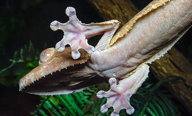 Henkel's leaf-tailed gecko (Uroplatus henkeli)