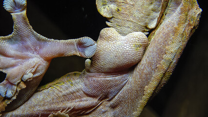 Henkel's leaf-tailed gecko (Uroplatus henkeli)