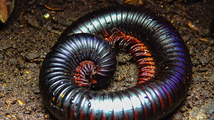 The giant African millipede (Archispirostreptus gigas), is one of the largest millipedes