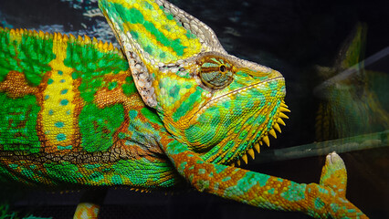 The veiled chameleon (Chamaeleo calyptratus)