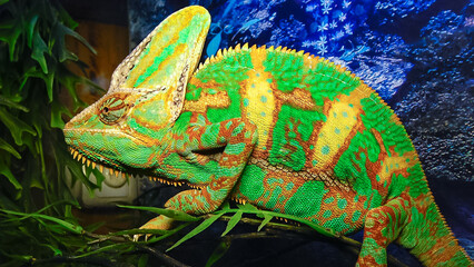 Obraz premium The veiled chameleon (Chamaeleo calyptratus)