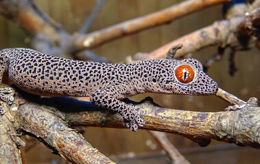 Golden-tailed gecko (Strophurus taenicauda)