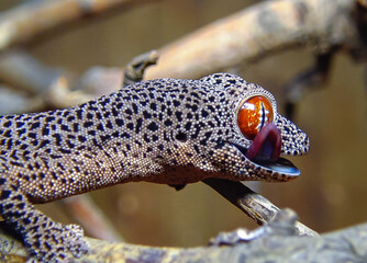 Golden-tailed gecko (Strophurus taenicauda)