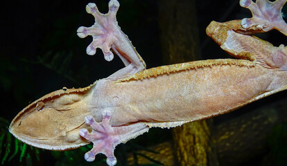 Henkel's leaf-tailed gecko (Uroplatus henkeli)