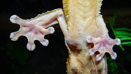 Henkel's leaf-tailed gecko (Uroplatus henkeli)
