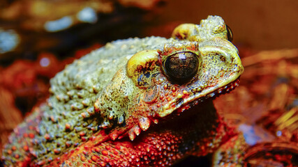 The bony-headed toad (Bufo galeatus) in terrarium