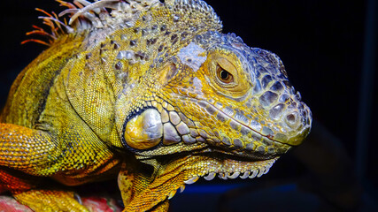 The green iguana, common iguana (Iguana iguana)