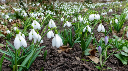 Galanthus elwesii (Elwes's, greater snowdrop) in the wild, Red Book