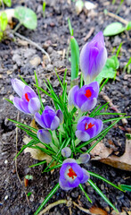 Garden crocuses bloom in spring in the botanical garden