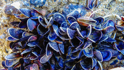 Frost on the Black Sea mussel Mytilus galloprovincialis on the stones of the shallowed © Oleg Kovtun