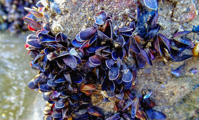 Frost on the Black Sea mussel Mytilus galloprovincialis on the stones of the shallowed